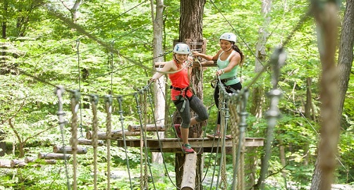 Traipsing Through the Treetops
